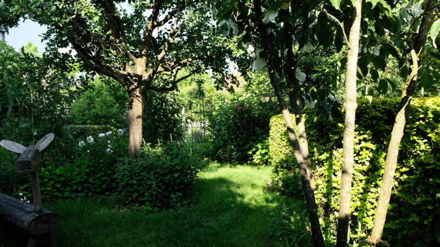 Baugrundstück: Hecken, Bäume 1