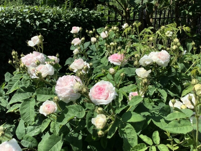 Der geschmackvolle Zaun mit edlen Rosen im Vordergrund