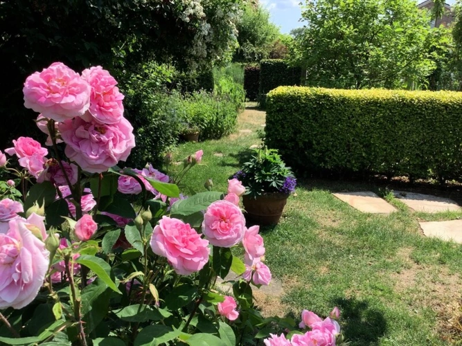 Harmonie pur - Englische Rosen mit Formschnitthecken