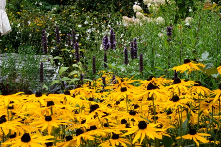 Staudengarten in seiner Blühfreude