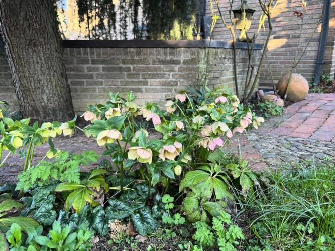 Die besonderen Momente im Garten