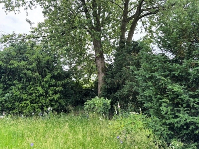 Die Straßenseite mit der vorhandenen Buchenhecke
