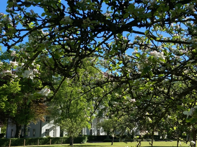 Apfelblüte am "Haus Kamillus"
