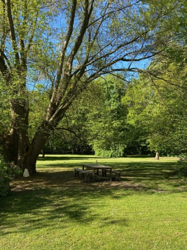 Alter Baumbestand im Privatpark